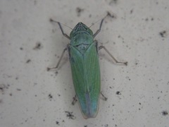 Draeculacephala inscripta
