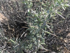 Tetradymia stenolepis
