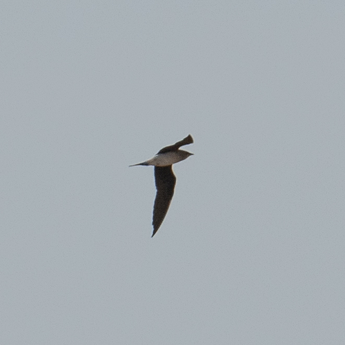 iNaturalist image