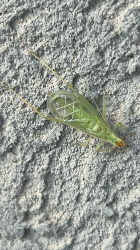 Snowy Tree Cricket photo 4