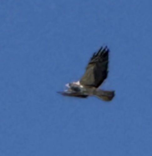 Swainson's Hawk
