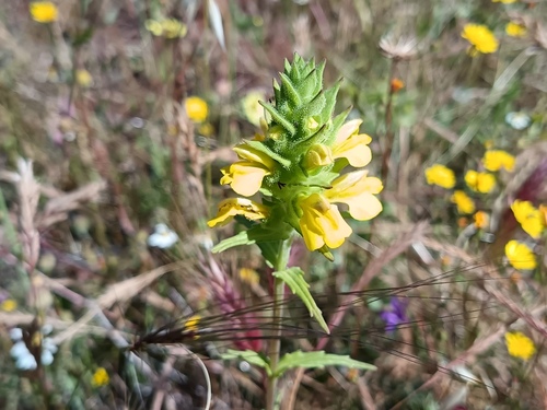 Mediterranean lineseed