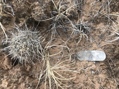 Sclerocactus wrightiae