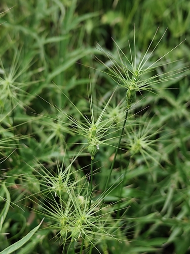 Aegilops geniculata, photograph 5