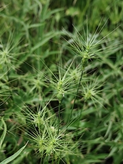 Aegilops geniculata, photograph (c) Francesco Santoro, some rights reserved (CC BY)