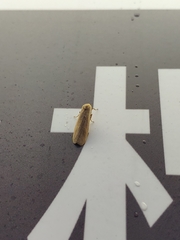 Danielithosia immaculata