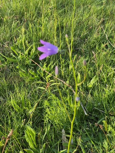 Spreading Bellflower