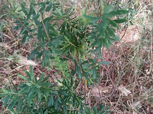 Flax-leaved Daphne