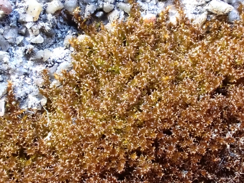 Campylophyllum halleri observed 2026-05-02