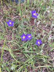 Giliastrum rigidulum