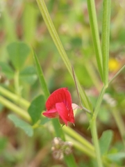 (c) Samuel Ramón Álvarez, some rights reserved (CC BY) Lathyrus sphaericus, photograph (c) Samuel Ramón Álvarez, some rights reserved (CC BY)
