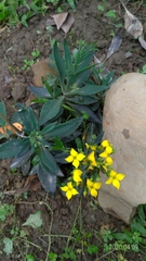Kalanchoe integra