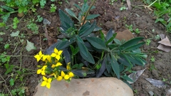 Kalanchoe integra