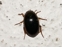 Tropisternus collaris viridis