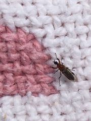 Dilophus tibialis breviceps