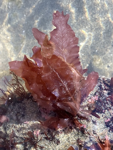 Phycodrys setchellii observed 2026-05-18