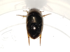 Tropisternus collaris viridis