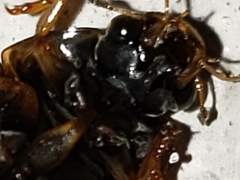 Tropisternus collaris viridis