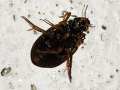 Tropisternus collaris viridis