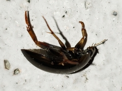 Tropisternus collaris viridis