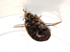 Tropisternus collaris viridis