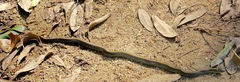 Thamnophis atratus