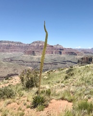 Agave utahensis kaibabensis