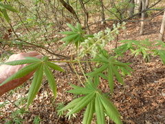 Aesculus glabra arguta