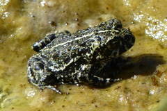 Anaxyrus exsul