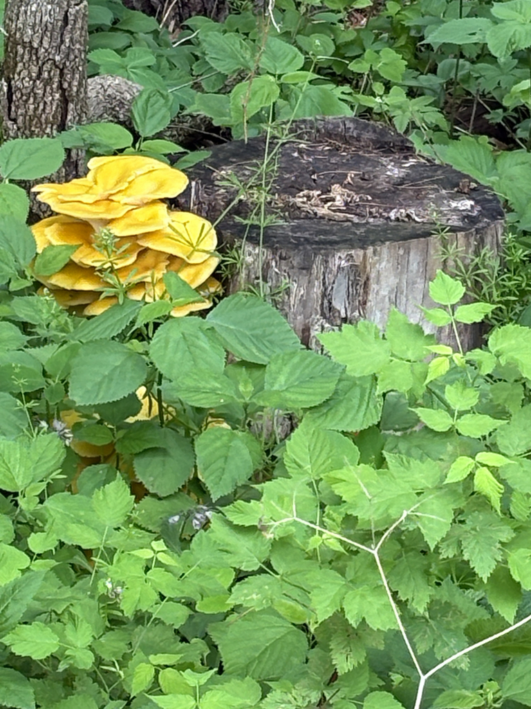 Golden Oyster Mushroom · May 2026 · photo: Photo: no rights reserved · iNaturalist