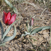 Tulipa suaveolens - Photo (c) Aleksandr Popov / Александр Попов, algunos derechos reservados (CC BY-NC), subido por Aleksandr Popov / Александр Попов