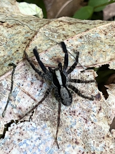 Brush-legged Split Wolf Spider photo 6