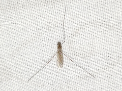 Gonomyia puer