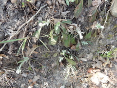 Antennaria parlinii fallax