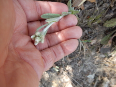 Antennaria parlinii fallax