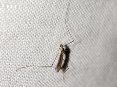 Gonomyia puer