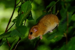 Muscardinus avellanarius