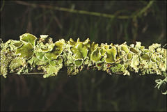 Austroparmelina pseudorelicina