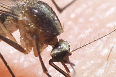 Aedes atlanticus