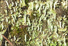 Cladonia rigida