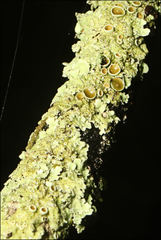 Flavoparmelia rutidota