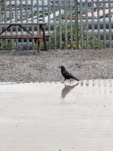 Rook