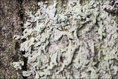 Hypogymnia subphysodes