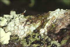 Pertusaria pertractata