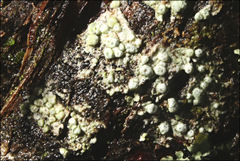 Pertusaria pertractata