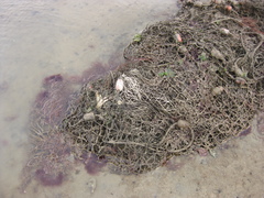 Charybdis japonica