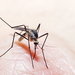 Aedes triseriatus - Photo (c) Liam Wolff,  זכויות יוצרים חלקיות (CC BY-NC), הועלה על ידי Liam Wolff