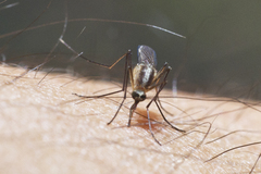 Aedes atlanticus