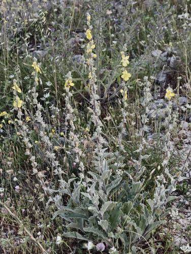 Verbascum undulatum