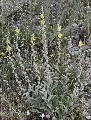 Verbascum undulatum